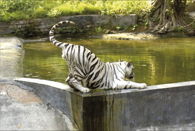 tiger-water