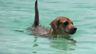 dog-swimming-sea1